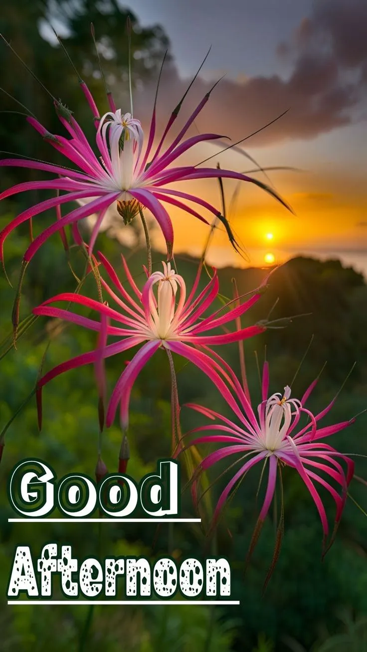 good-afternoon-images-7 Good Afternoon Images