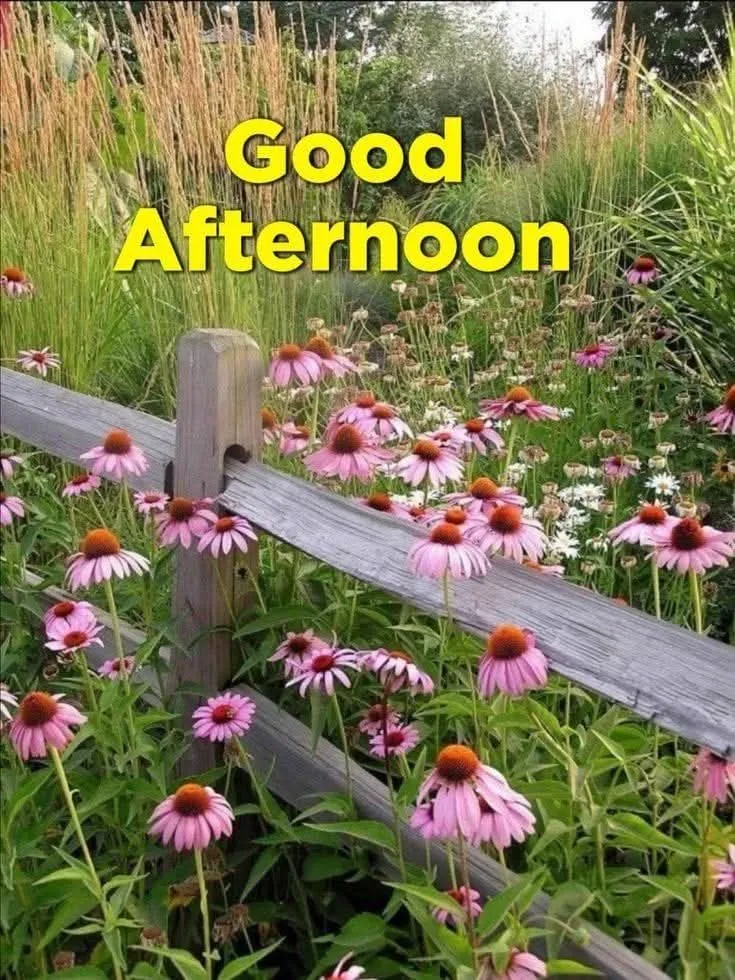 good-afternoon-images-9 Good Afternoon Images