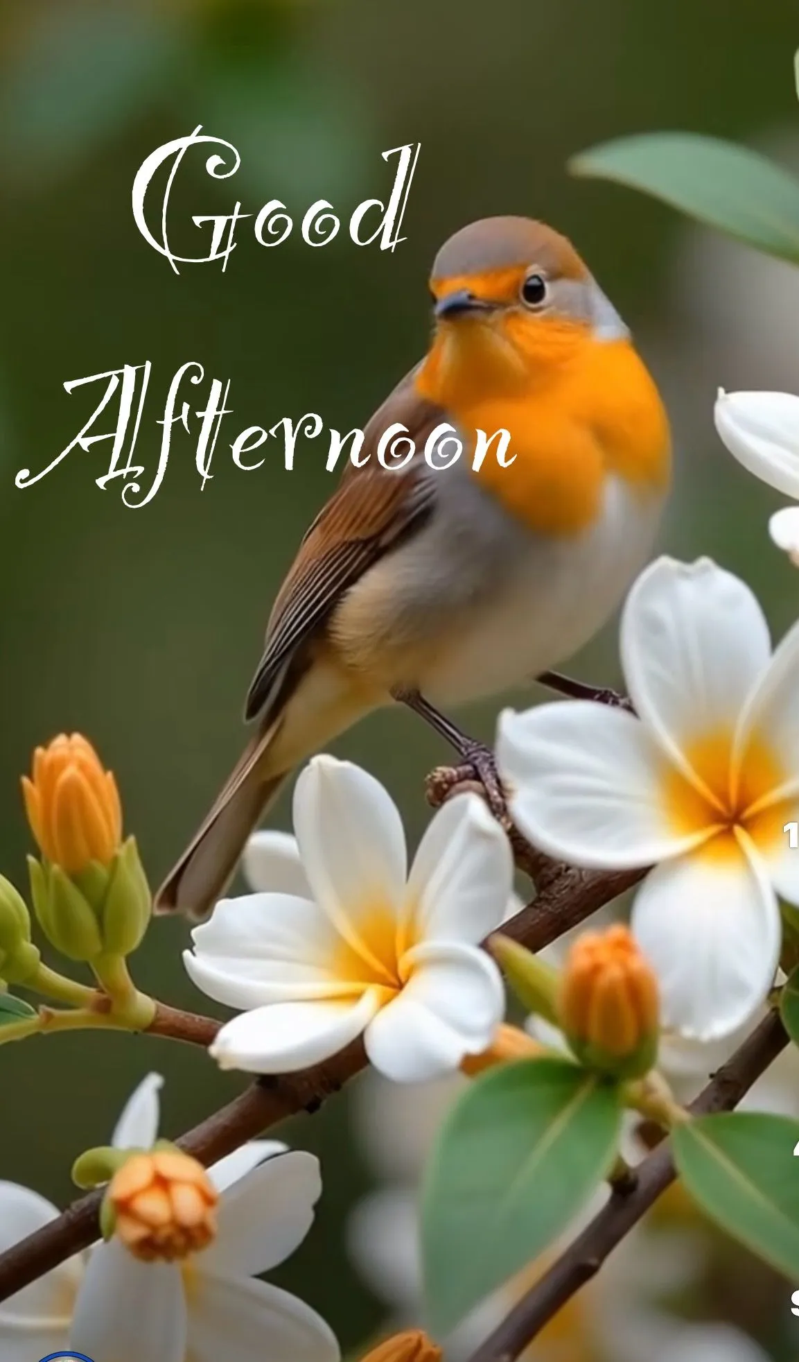 Good Afternoon Photos