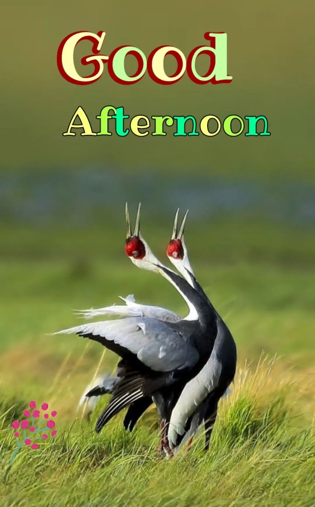 Good Afternoon Photos