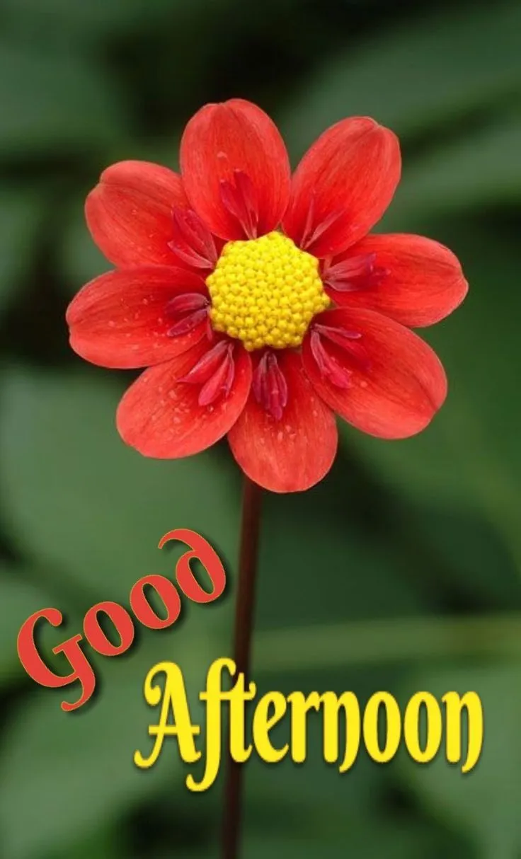 good-afternoon-pic-1 Good Afternoon Pic