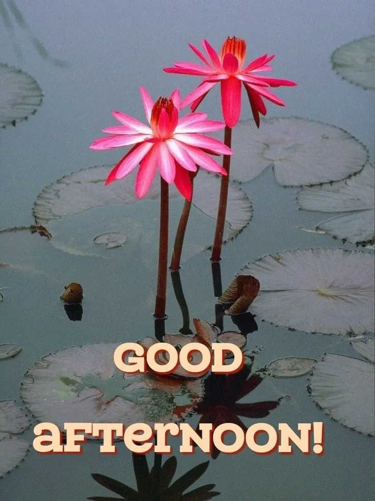 good-afternoon-pic-10 Good Afternoon Pic