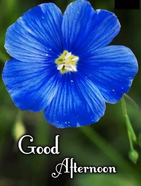 good-afternoon-pic-2 Good Afternoon Pic