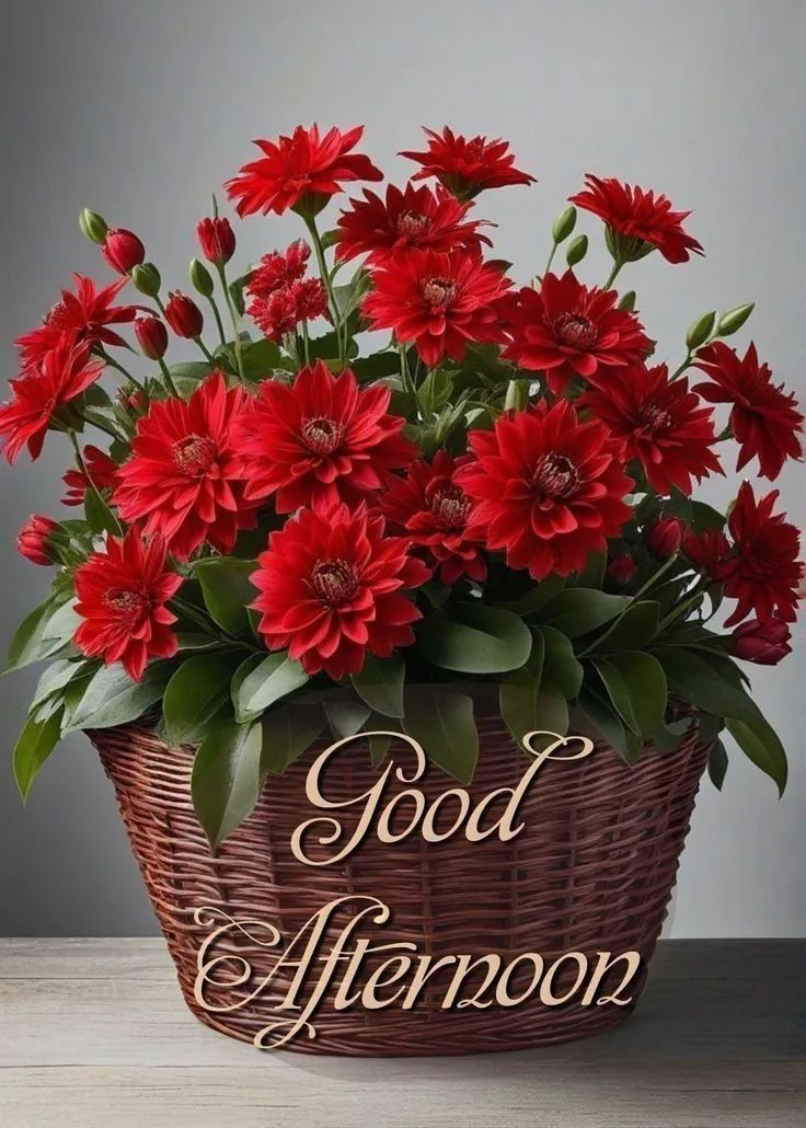 Good Afternoon Pic Good Afternoon Pic