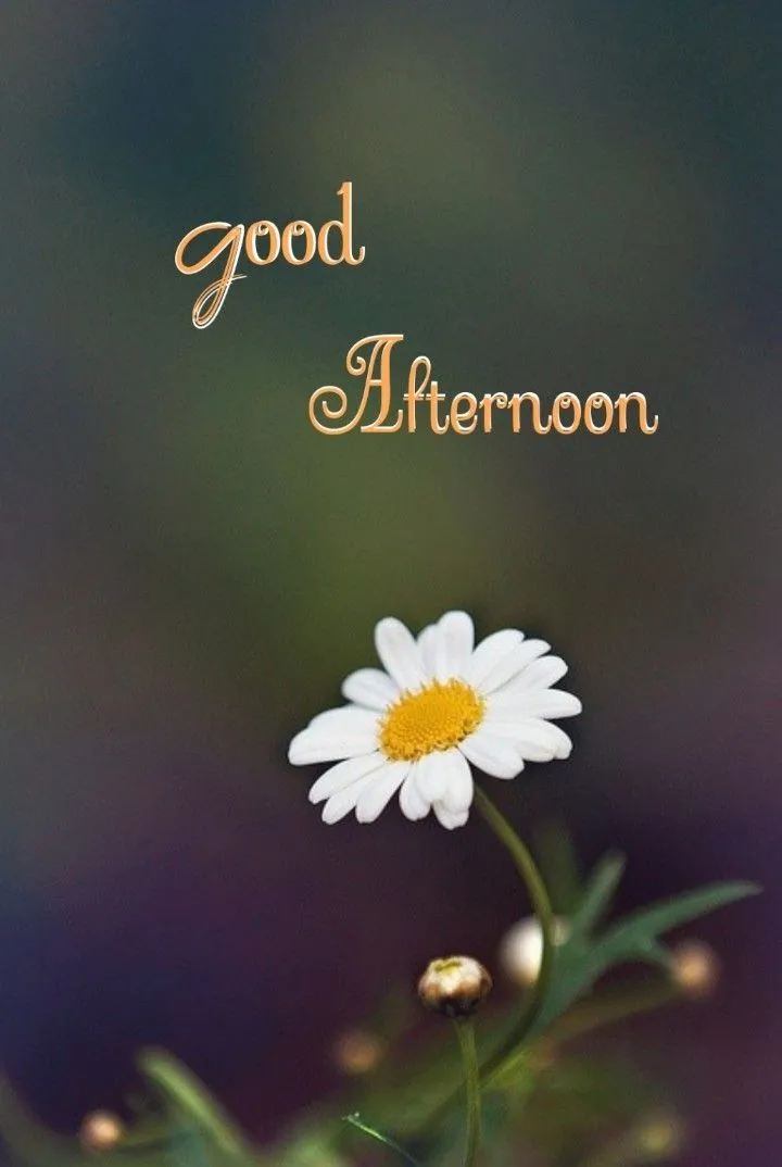 Good Afternoon Pic Good Afternoon Pic