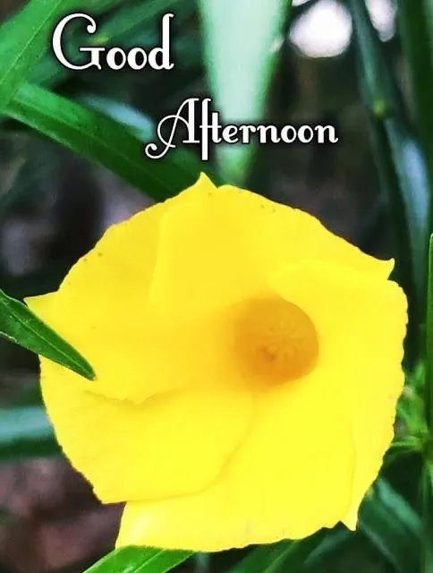 good-afternoon-pic-8 Good Afternoon Pic