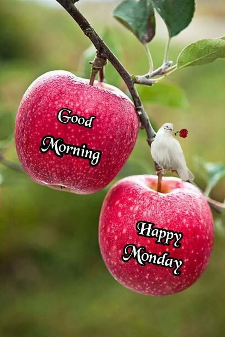 good-morning-monday-images-for-whatsapp-1 Good Morning Monday Images For Whatsapp