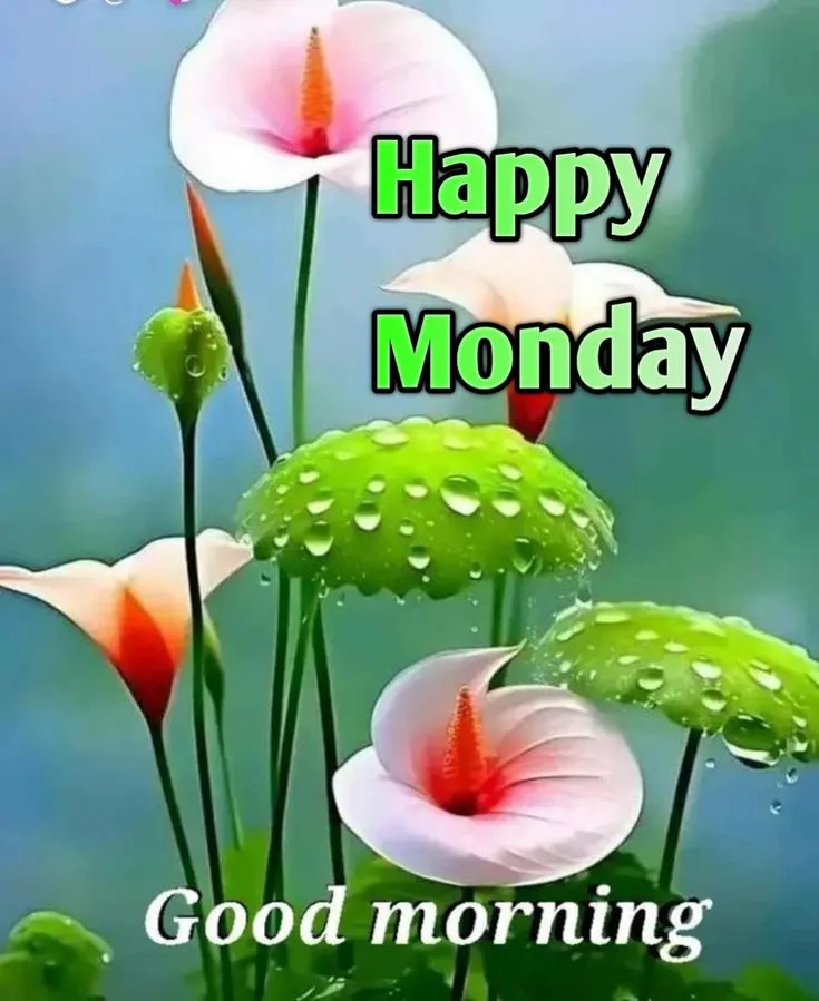 Good Morning Monday Pictures For Whatsap