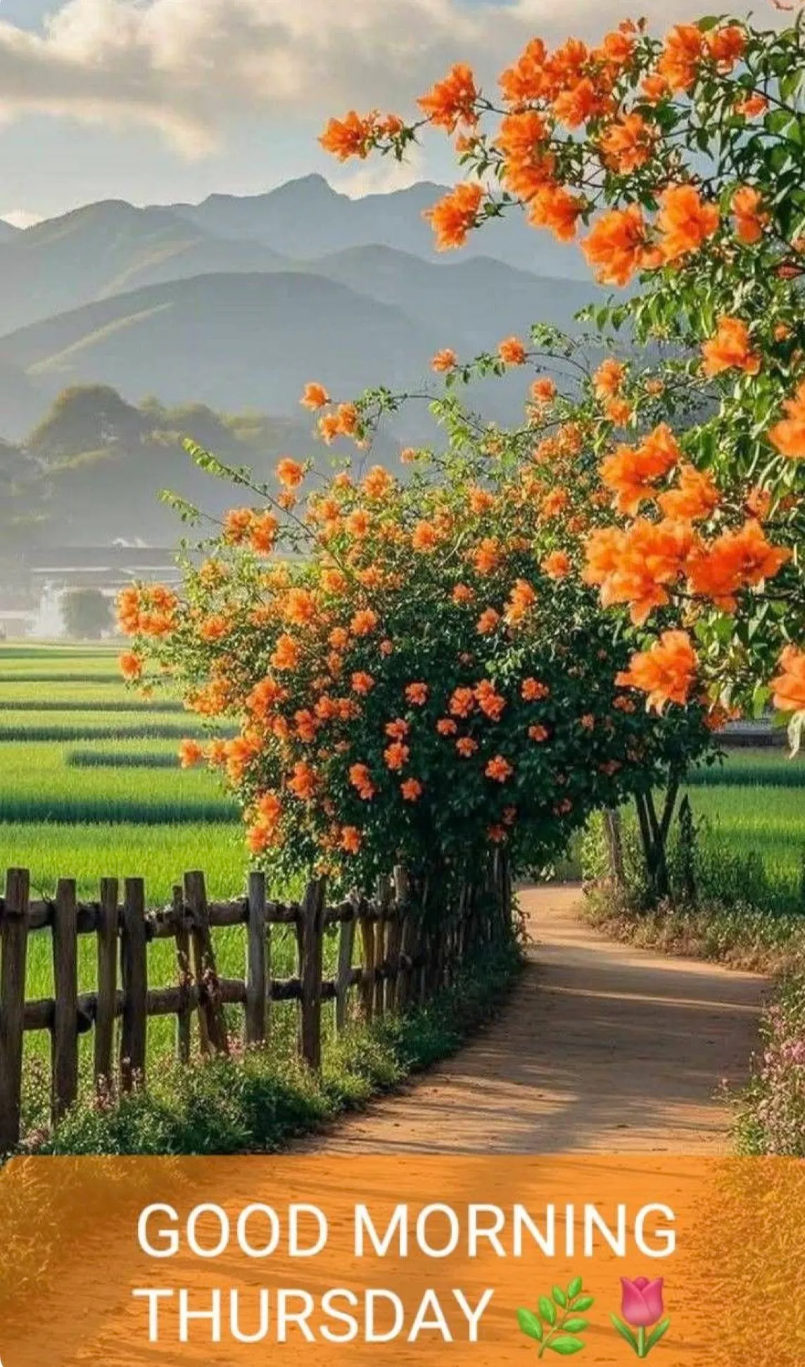 Good Morning Thursday Pic