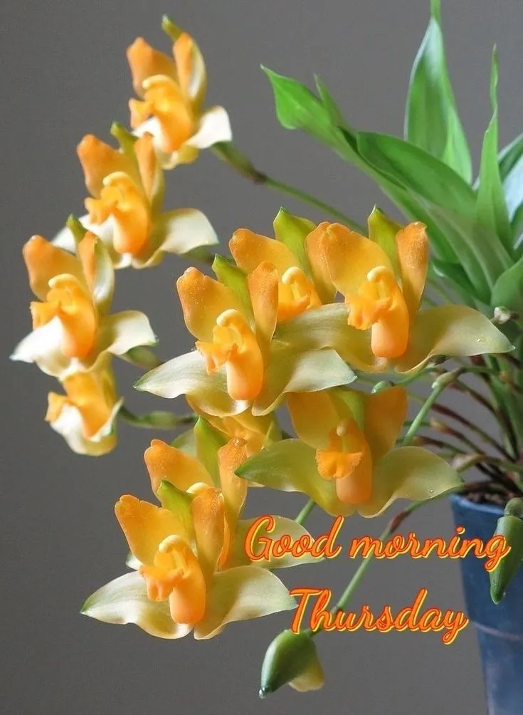 good morning thursday picture