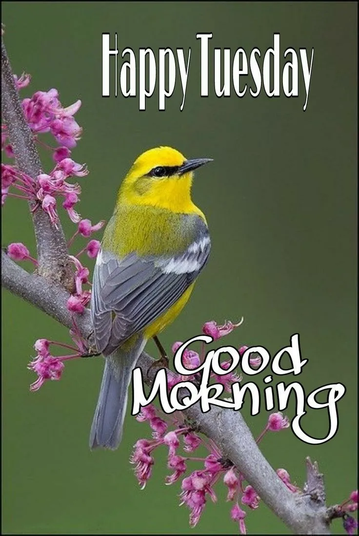 Happy Tuesday Good Morning Dp Images